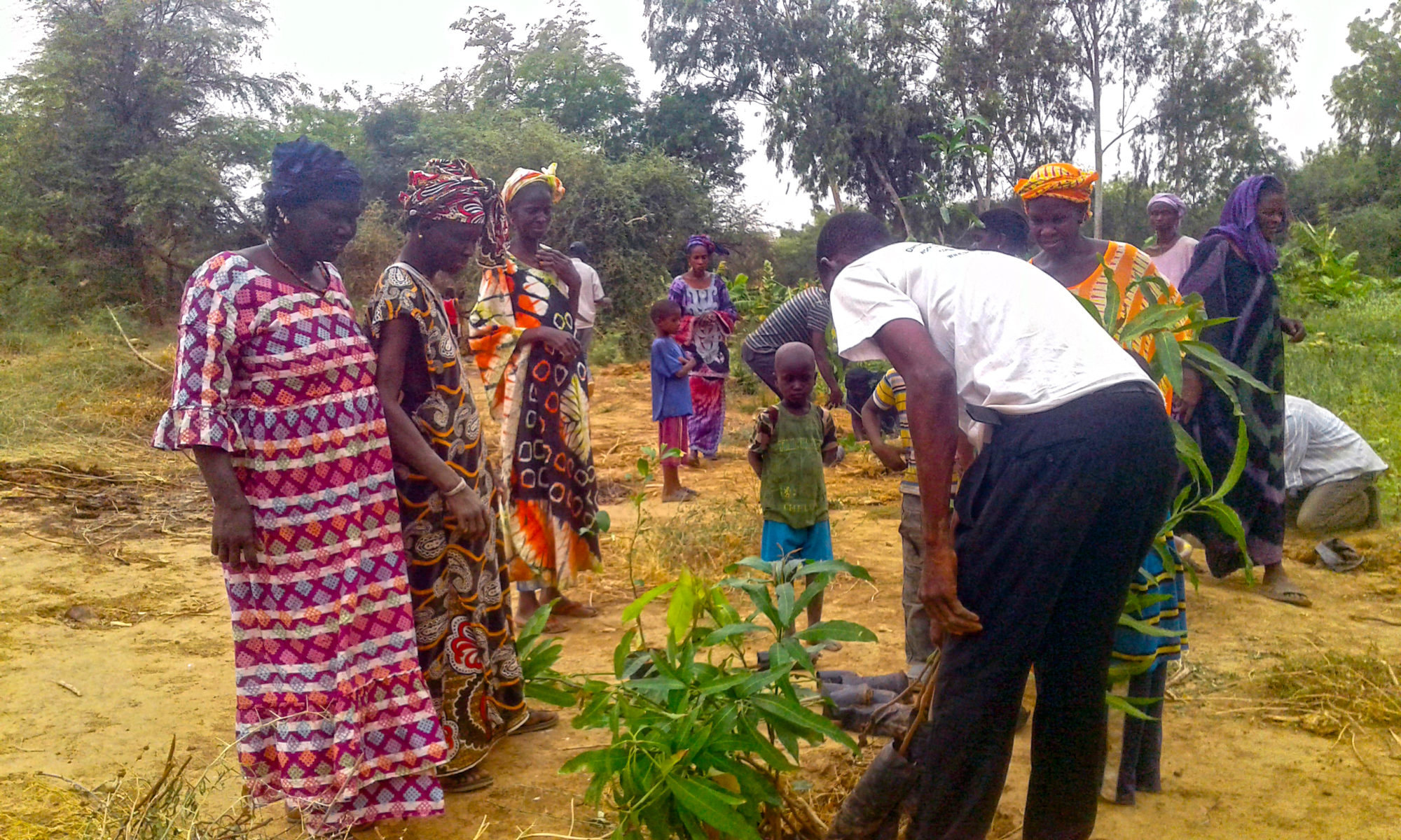REDES : Réseau pour l'Emergence et le Développement des Ecovillages au Sahel