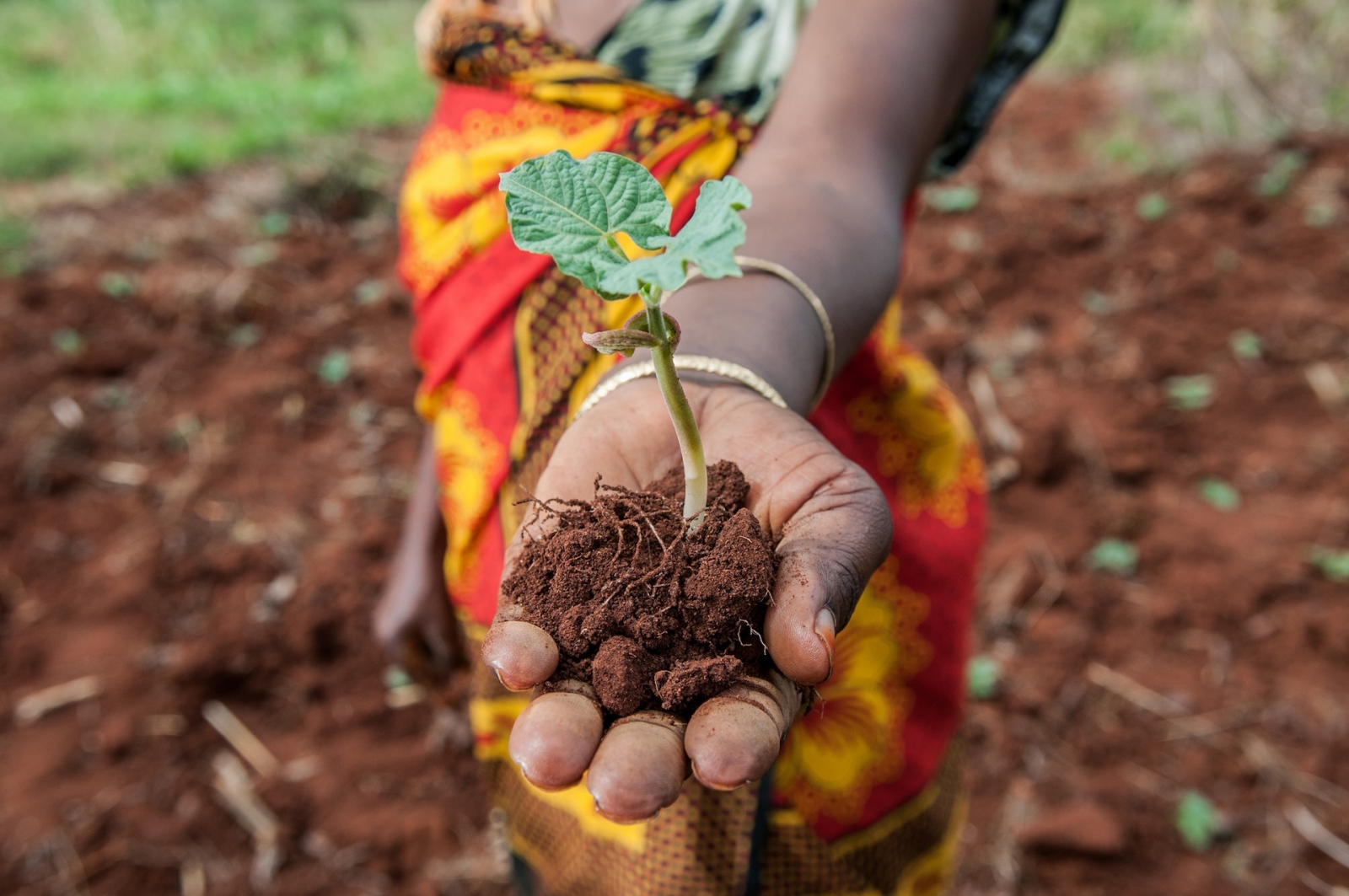 RESTORE SOIL HEALTH WITH REGENERATIVE AGRICULTURE